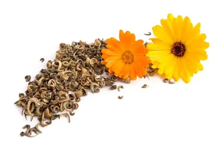 Paw cream 100 ml - Image 4