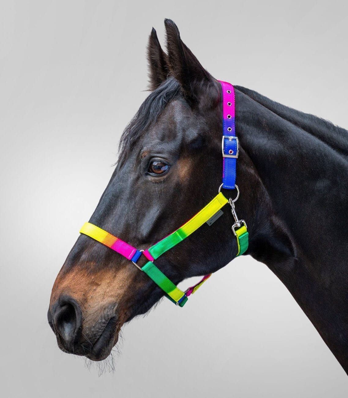 Rainbow Halter - Image 2